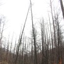 현충탑진입로 이미지