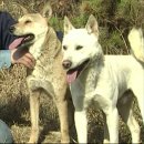 신토불이 이미지