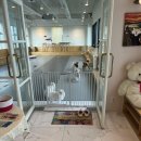 쌍용자동차 부산강서서비스프라자 | [부산강서구 애견카페] 오마이구미 명지 감성 애견동반카페, 김해국제공항 근처 힐링코스