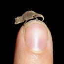 카멜레온 이미지