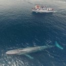 대왕고래(흰 긴수염고래)사냥하는 범고래 무리 이미지