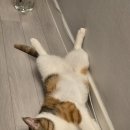 쫑이의 입맛 성형 프로젝트: 입 짧은 고양이, 식사 루틴 리셋기 Week 3 [셋째 주 결산: 더할나위 없었다]