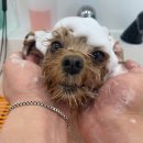 동그라개 이미지