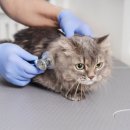 라파엘 동물병원 이미지