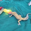 에이치동물메디컬센터 이미지