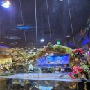 4503 | 아기랑 가기좋은 수족관 카페 | 스타필드 고양 아쿠아카페 미디어아트 내돈내산 솔직 후기