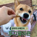 수제도그 | 100%원물 국내산 무첨가 강아지 수제간식 후기 [도그말리온]