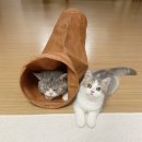 냥아치냥 | 고양이 장난감 바스락 종이 터널 오천원의 행복