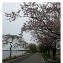 동해 막국수 / 경포대 벚꽃 축제 이미지