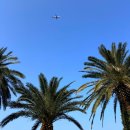 야자 | 제주 애월 가볼만한곳 | 상가리야자숲 솔직후기