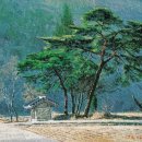 소나무풍경 이미지