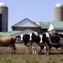 Canada's dairy sector worried Trump is trying to wipe them out by Tori Floyd Editor 이미지