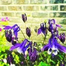 정족1리 이미지