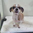 둥둥펫살롱 이미지