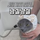 냥실냥실 | 진해 무마취 고양이 미용 후기 🐾 스트레스 없이 다녀온 냥실냥실