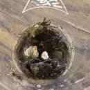 리틀타운 | 태국 시라차 카페 추천- 리틀타운(Little Town Sriracha)