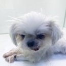 심바동물병원 이미지