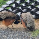 다온까페 이미지