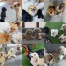 퍼피가든 이미지