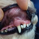스마트메디컬센터 | 일산동물병원추천 : 스마트동물메디컬센터 친절하고 감사한 마음의 후기입니다.