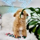 어서왈왈 이미지