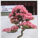 유일분재