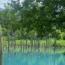 6855 | 삿포로 여행 | 여름 비에이투어 후기 라벤더 밭 후라노 준페이 청의호수 팜도미타 사계채의 언덕