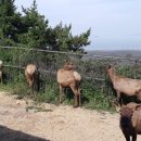 일구사슴농장 이미지