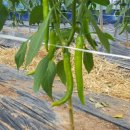 푸른솔 농장 이미지