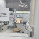 동물병원 더 메이 | 강아지 이빨 깨짐 - 동물치과병원메이 발치 후기 (+비용, 원인, 크라운 포기 이유)