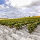 와인의 이해 이미지