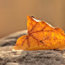 개미통신 이미지