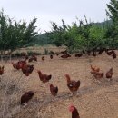 화도농장 이미지