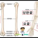 (팔뼈) 요골(橈骨 : 노 뼈) vs 척골(尺骨 : 자 뼈) 이미지