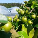 배감농장 이미지