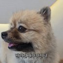 24시 공감365동물의료센터 이미지