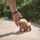 탑클래스 퍼피 이미지