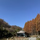 (주)화인 | 옥천 가볼만한곳 메타세콰이어길 화인산림욕장 추천