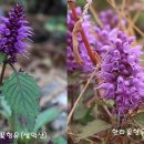 꽃향유 이미지