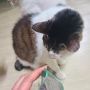 Neko Stay 네이버블로그