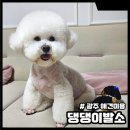 댕댕이발소 | 광주 애견미용 댕댕이발소 비숑 하이바 귀툭튀 후기
