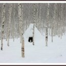 자작나무 이미지