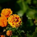 메리골드 이미지