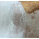 엄마손 동물병원 이미지