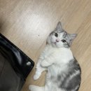 동네국물닭발 이미지