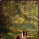 미소로 동물병원 이미지