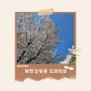 [공지] [드라이브 명소] 경기도 남양주,가평,청평,양평 북한강로 벚꽃드라이브 및 카페추천