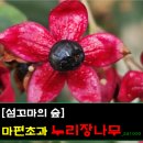마편