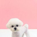 애견미용실 이미지