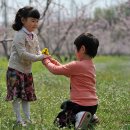 제1회 햇사레 감곡 복숭아꽃 축제 안내 이미지